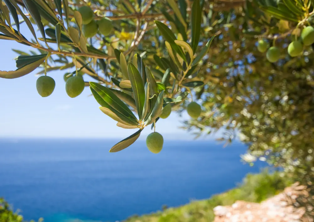 Olive Terrace Suite with private terrace atmosphere and warm resort design